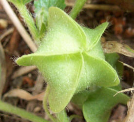 Bladderpod Sida, Rhynchosida physocalyx (1)