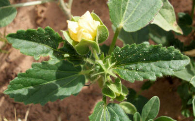 Bladderpod Sida, Rhynchosida physocalyx (3)