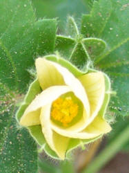 Bladderpod Sida, Rhynchosida physocalyx (4)