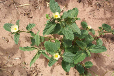 Bladderpod Sida, Rhynchosida physocalyx (8)