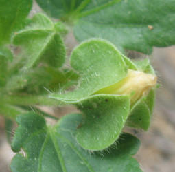 Bladderpod Sida, Rhynchosida physocalyx (9)