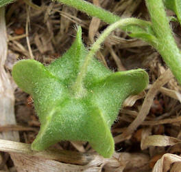 Bladderpod Sida, Rhynchosida physocalyx