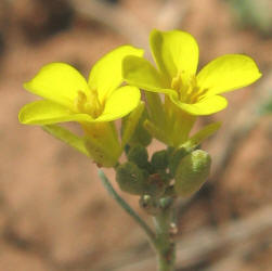 Bladderpod, Lesquerella gracelis (1)