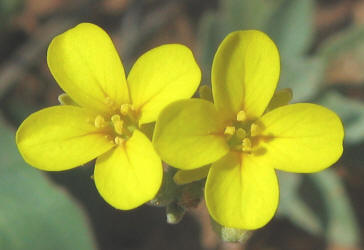 Bladderpod, Lesquerella gracelis (2)