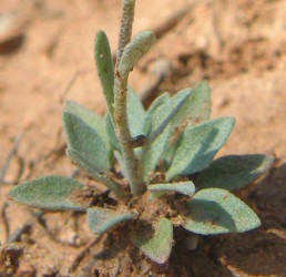 Bladderpod, Lesquerella gracelis (3)