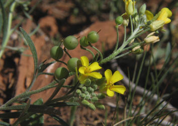 Bladderpod, Lesquerella gracelis