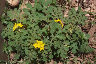 Buffalo-bur, Solanum rostratum (3)