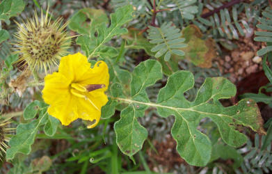 Buffalo-bur, Solanum rostratum (6)