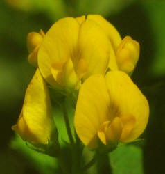 Burclover, Medicago polymorpha (1)