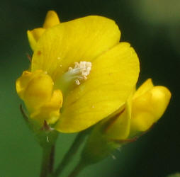 Burclover, Medicago polymorpha