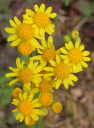 Butterweed, Senecio glabellus