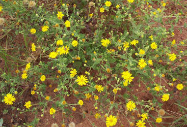 Camphorweed, Heterotheca subaxillaris (2)