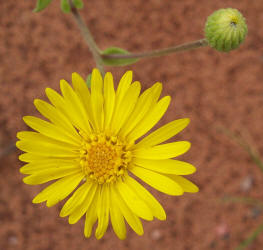 Camphorweed, Heterotheca subaxillaris