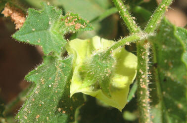 Clammy Ground-cherry, Physalis heterophylla (2)