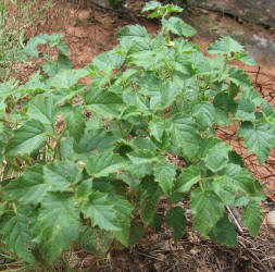 Clammy Ground-cherry, Physalis heterophylla (4)