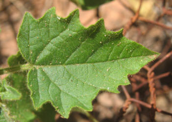 Clammy Ground-cherry, Physalis heterophylla (6)