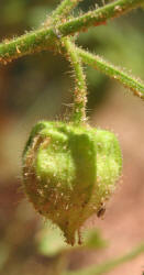 Clammy Ground-cherry, Physalis heterophylla (7)