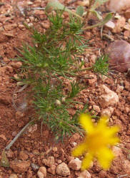 Common Dogweed, Thymophylla pentachaeta (1)