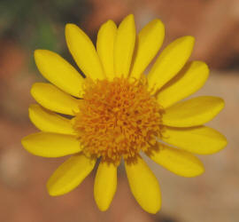 Common Dogweed, Thymophylla pentachaeta (2)