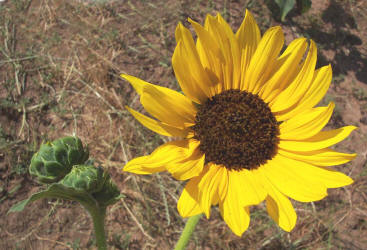 Common Sunflower, Helianthus annuus (1)