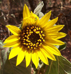 Common Sunflower, Helianthus annuus (2)