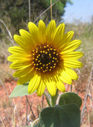 Common Sunflower, Helianthus annuus (3)