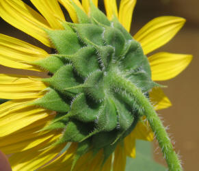 Common Sunflower, Helianthus annuus (5)