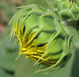 Common Sunflower, Helianthus annuus (6)