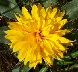 Common Sunflower, Helianthus annuus, double (1)