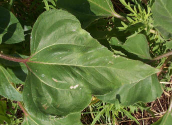 Common Sunflower, Helianthus annuus, double (2)