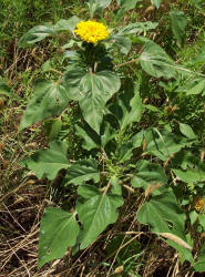 Common Sunflower, Helianthus annuus, double (3)