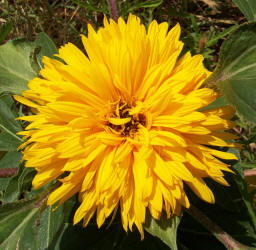 Common Sunflower, Helianthus annuus, double
