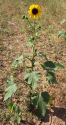 Common Sunflower, Helianthus annuus