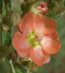 Copper Mallow, Sphaeralcea angustifolia