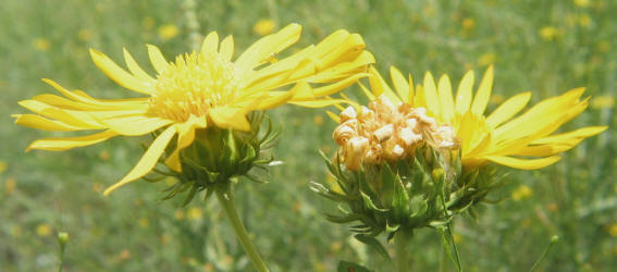 Curlycup Gumweed, Grindelia squarrosa (1)