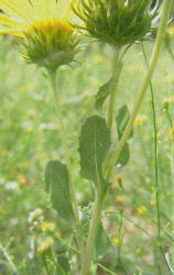 Curlycup Gumweed, Grindelia squarrosa (2)