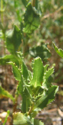 Curlycup Gumweed, Grindelia squarrosa (3)