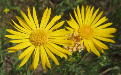 Curlycup Gumweed, Grindelia squarrosa