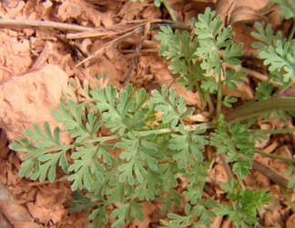 Curve-pod Fumewort, Corydalis curvisiliqua, A (10)