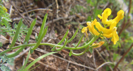 Curve-pod Fumewort, Corydalis curvisiliqua, A (4)