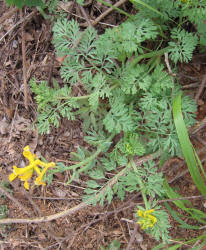 Curve-pod Fumewort, Corydalis curvisiliqua, A (7)