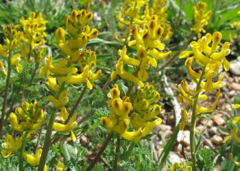 Curve-pod Fumewort, Corydalis curvisiliqua, B (12)