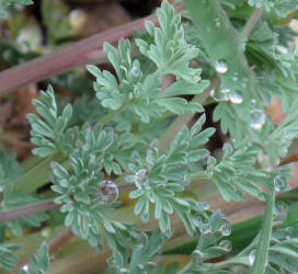 Curve-pod Fumewort, Corydalis curvisiliqua, B (15)