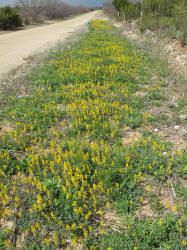 Curve-pod Fumewort, Corydalis curvisiliqua, B (2)