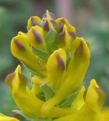 Curve-pod Fumewort, Corydalis curvisiliqua, B (5)