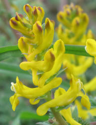 Curve-pod Fumewort, Corydalis curvisiliqua, B (6)