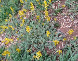 Curve-pod Fumewort, Corydalis curvisiliqua, B