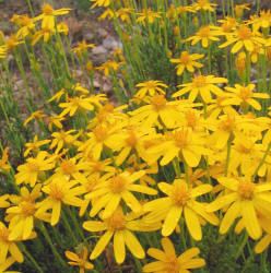 Damianita, Chrysactinia mexicana (6)