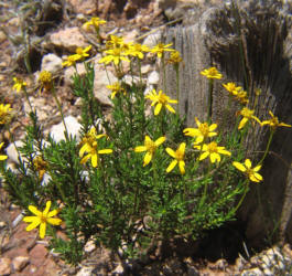 Damianita, Chrysactinia mexicana (7)