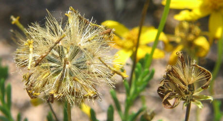 Damianita, Chrysactinia mexicana (8)